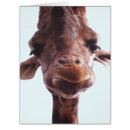 Search for giraffe face postcards Animals