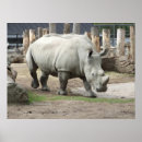 Recherche de rhinos posters Blanc