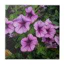 Search for mum tiles Purple