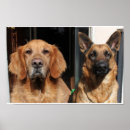 Search for german shepherd posters Nature