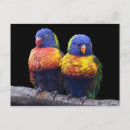 Search for rainbow lorikeet postcards Cute