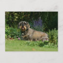 Search for wire haired dachshund postcards Dog
