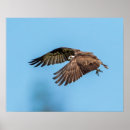 Search for raptors posters Osprey