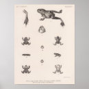 Recherche de dessins de grenouille posters Crapauds