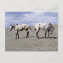 Search for mares postcards Roan