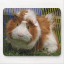 Search for pig mousepads Cavies