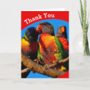 Search for lorikeet cards Rainbow