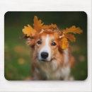 Recherche de chien border collie tapis souris Chiens