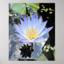 Search for lilly posters Water lillies