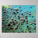 Search for tadpole posters Wildlife