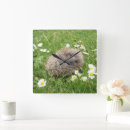 Recherche de hérissons horloges Nature