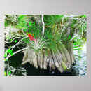 Search for bromeliad posters Plant