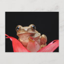 Recherche de grenouille drôle cartes postales Rog