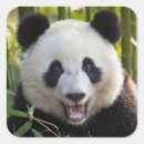 Search for giant panda bear stickers Bamboo