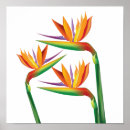 Search for bird of paradise art posters Hawaii