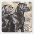 Search for point stickers Animals