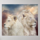 Recherche de lion blanc posters Lions