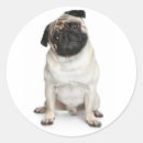 Search for pug puppies stickers Pugs