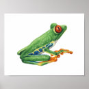 Search for frog illustration posters Wildlife