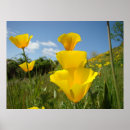 Recherche de pavots art Fleurs de pavot