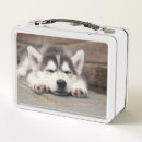Search for husky lunch boxes Dog
