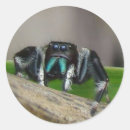 Recherche de jumping autocollants Araignée