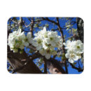 Search for pear tree magnets Nature