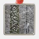 Search for sierra ornaments Nature