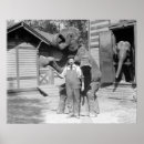 Search for vintage elephants posters Retro
