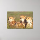Search for conservatives canvas prints Animal