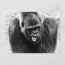 Search for silverback postcards primate