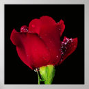 Search for bridal rose posters Red