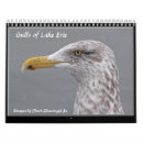 Search for seagull calendars Wildlife