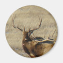 Recherche de élan magnets Chasse