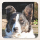 Search for border collie coasters Animal