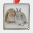 Search for lop rabbit ornaments Animal