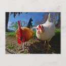 Recherche de poulle cartes postales Coq