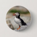 Search for atlantic buttons Wildlife