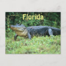 Search for everglade state postcards Everglades national park