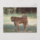 Search for baboon postcards Africa