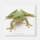 Recherche de grenouille verte magnets Mignon