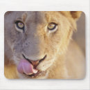 Search for lion portrait mousepads Wildlife