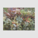 Search for succulent photography Desert