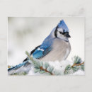 Recherche de geai cartes postales Aviaire