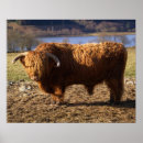 Recherche de bovin posters Écossais