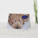 Search for golden doodle puppies cards Cute