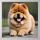 Search for chow puppy posters Pets