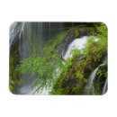 Search for lush green magnets Jaynes gallery