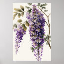 Recherche de glycines posters Fleurs violettes