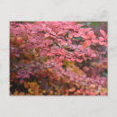 Search for orange red postcards Tree